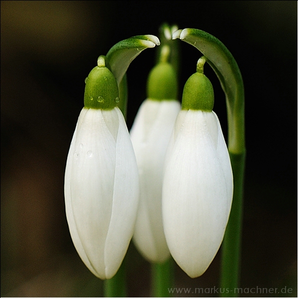 schneegloeckchen4.jpg