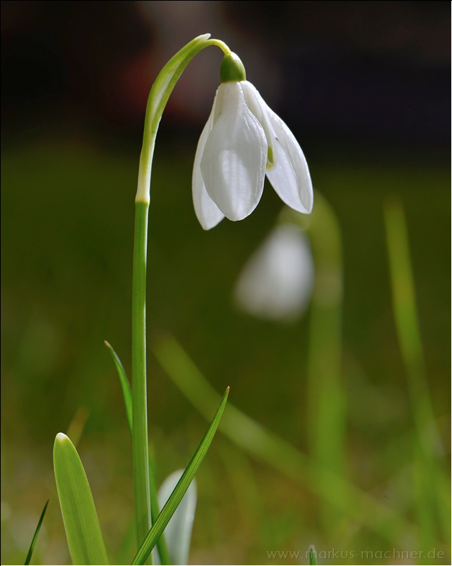 schneegloeckchen5.jpg