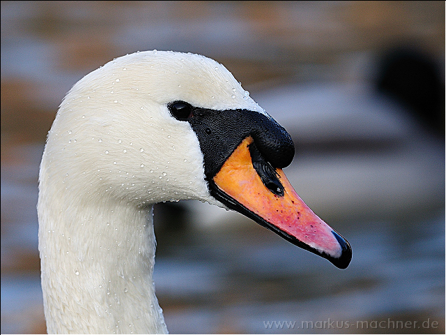 schwan1.jpg