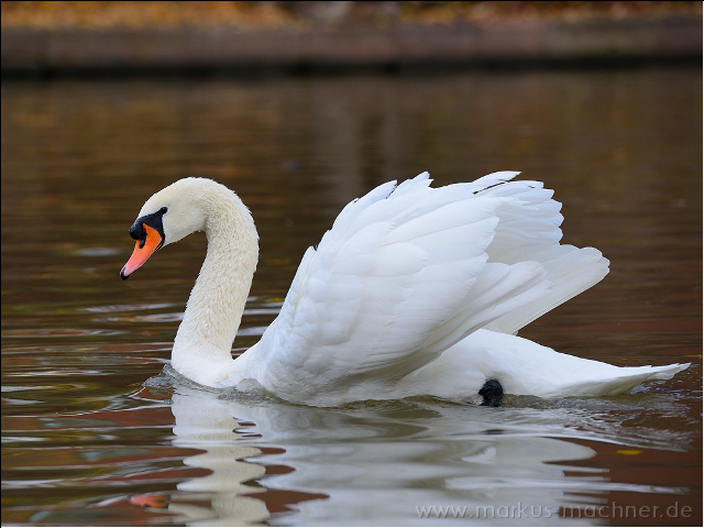 schwan4.jpg