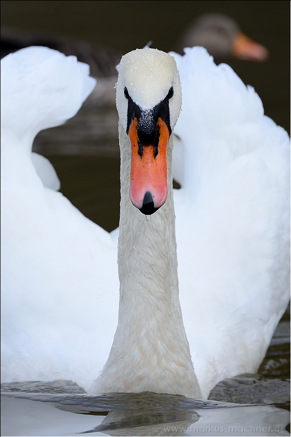 schwan5.jpg