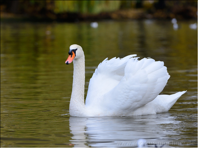 schwan6.jpg