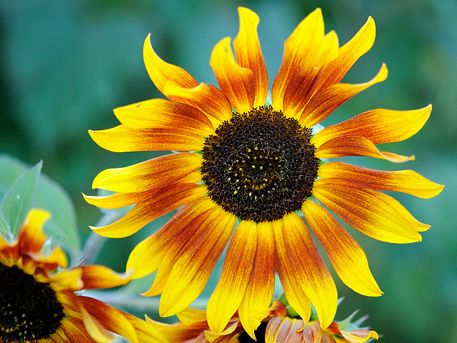 sonnenblume.jpg