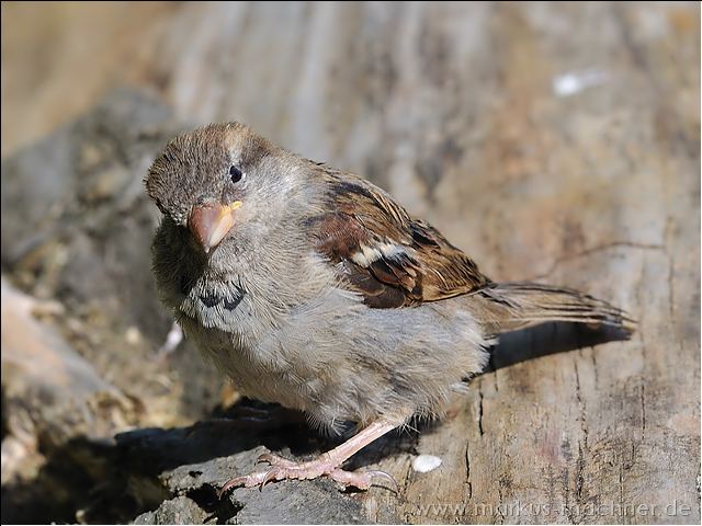 spatz11.jpg