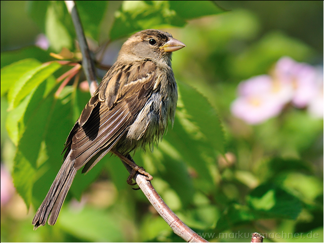 spatz14.jpg