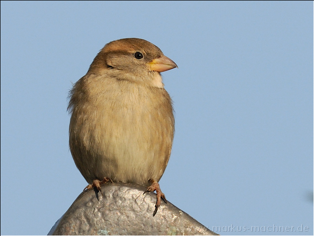 spatz16.jpg