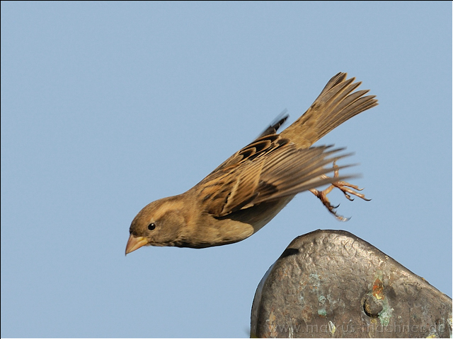 spatz17.jpg