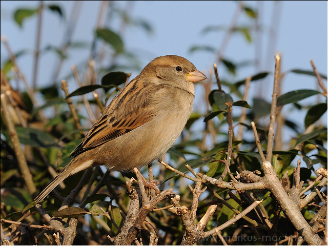 spatz18.jpg