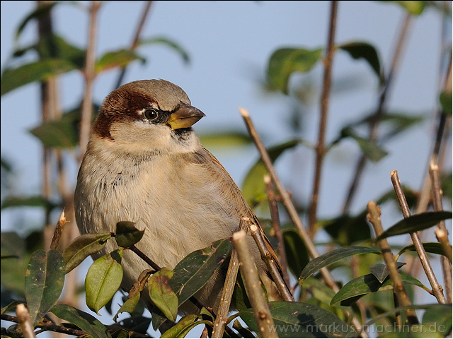 spatz19.jpg