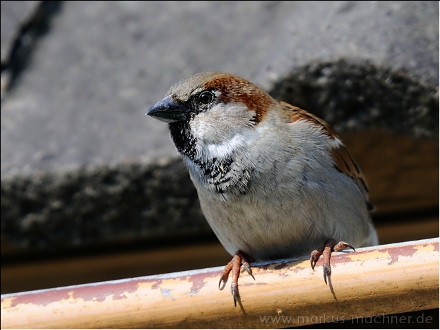 spatz22.jpg