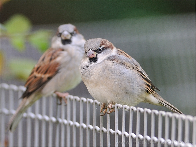 spatz4.jpg