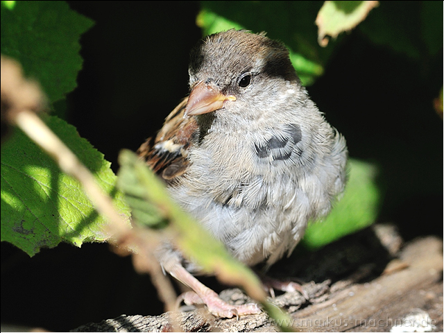 spatz5.jpg