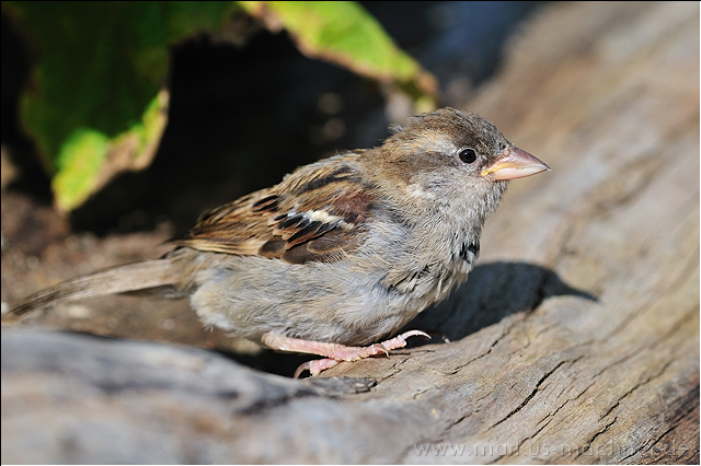 spatz6.jpg