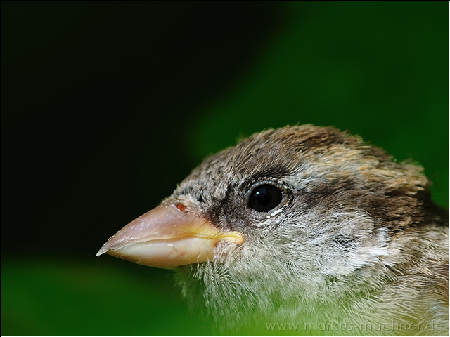 spatz7.jpg