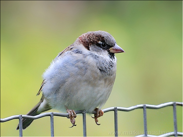 spatz8.jpg
