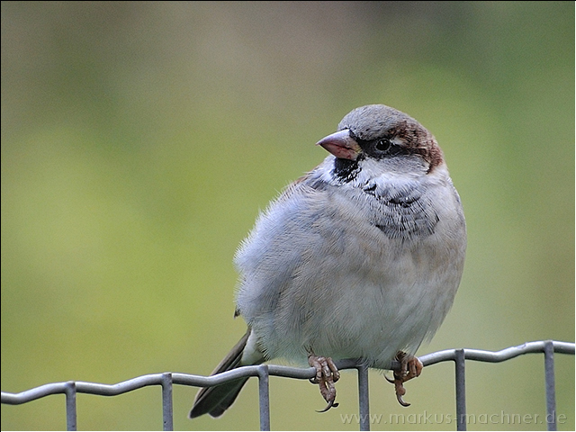 spatz9.jpg