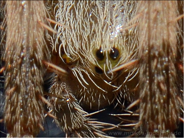 spinne13.jpg