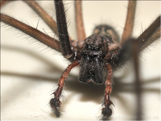 spinne5.jpg