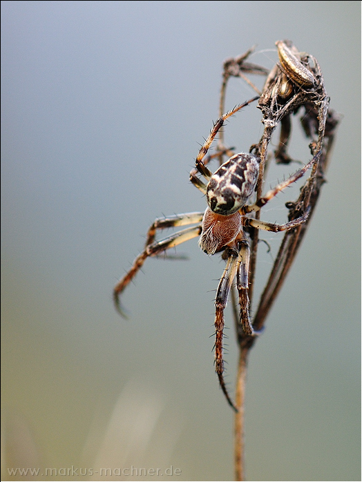 spinne6.jpg