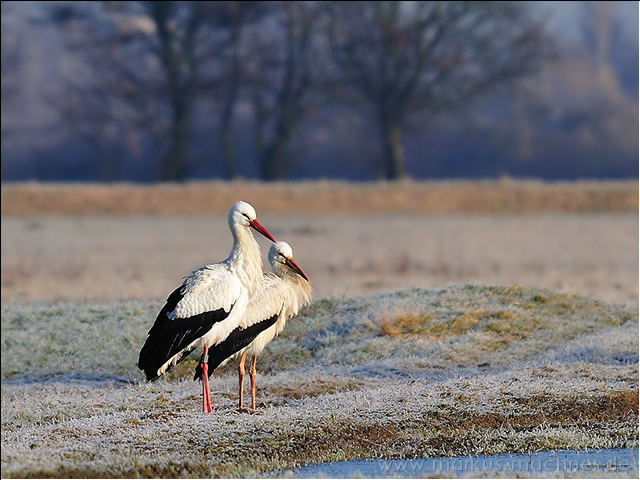 storch12.jpg