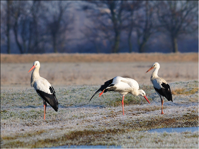 storch13.jpg