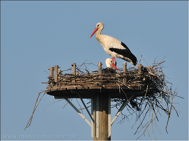 storch14.jpg