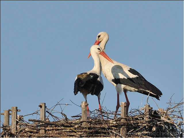 storch15.jpg
