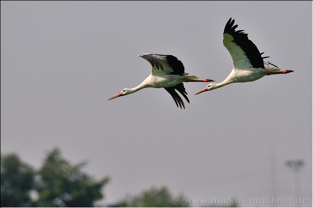 storch17.jpg