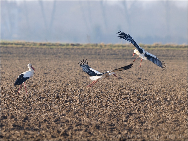 storch18.jpg