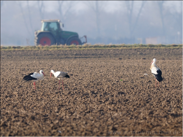 storch19.jpg