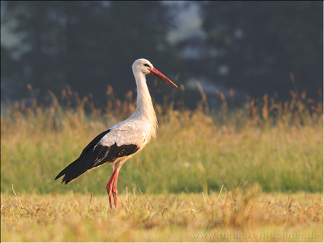 storch2.jpg
