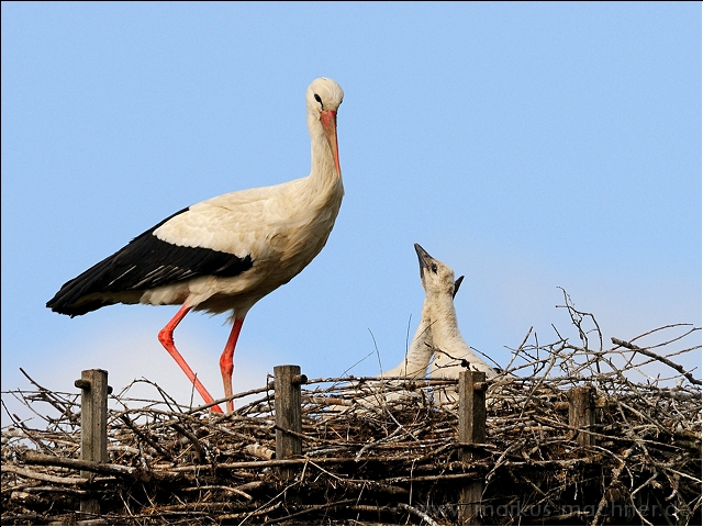 storch20.jpg