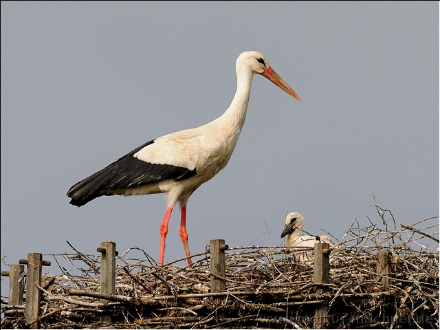 storch21.jpg