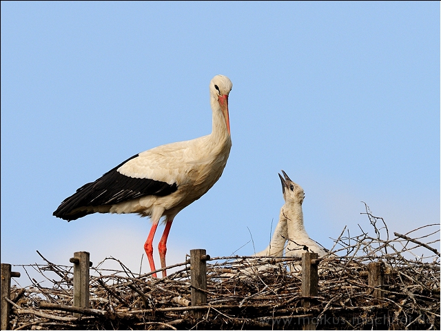storch22.jpg