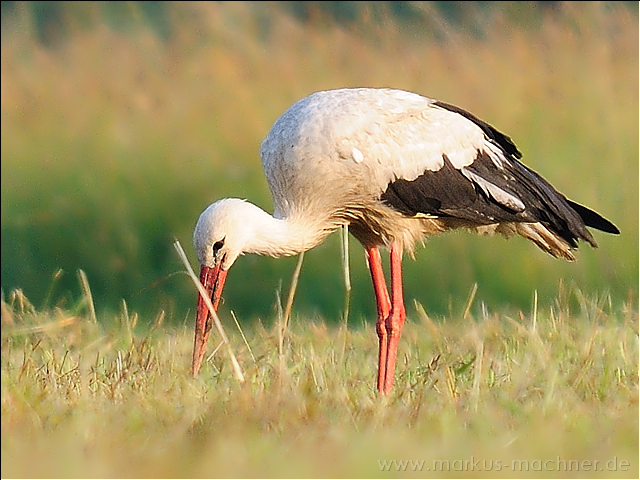 storch3.jpg