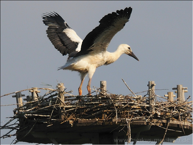 storch7.jpg