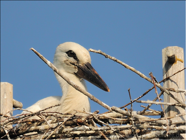 storch8.jpg