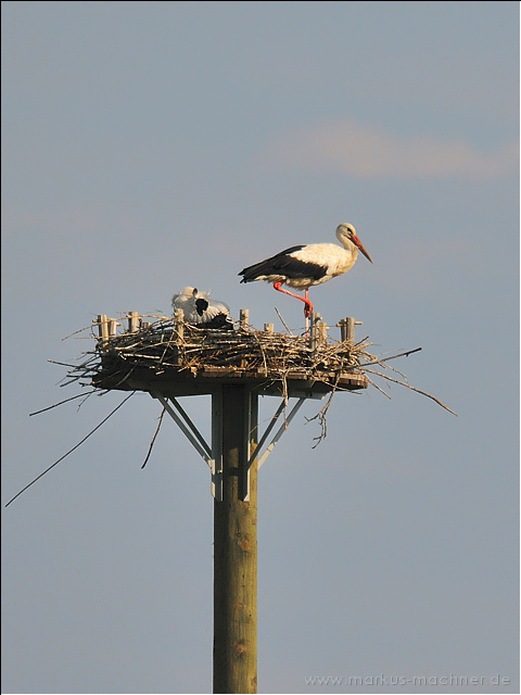 storch9.jpg