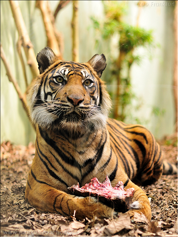 tiger2.jpg