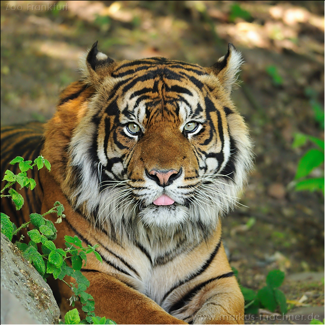 tiger5.jpg