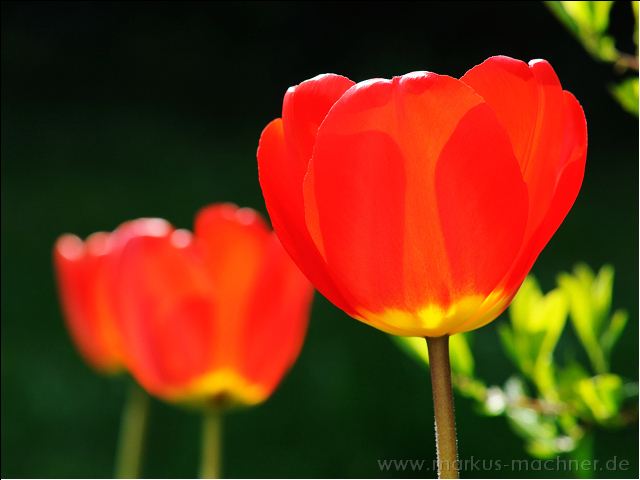 tulpe1.jpg
