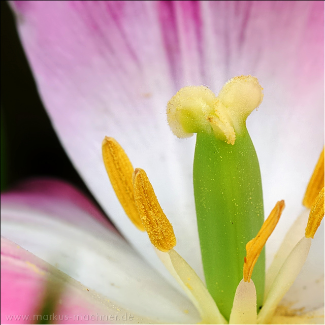 tulpe2.jpg