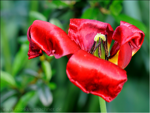 tulpe3.jpg