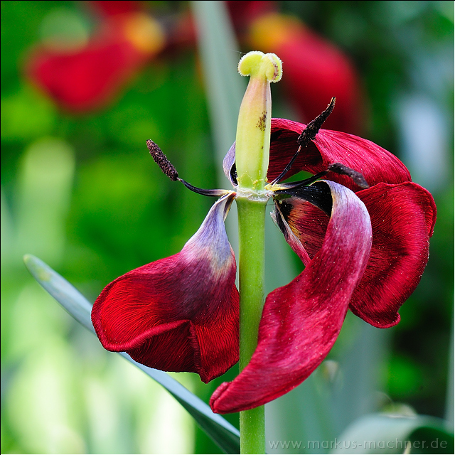 tulpe5.jpg