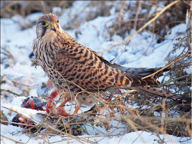 turmfalke01.jpg