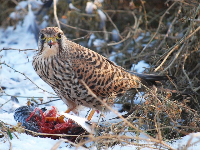 turmfalke02.jpg