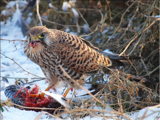 turmfalke03.jpg