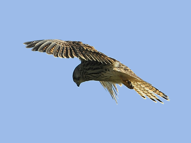 turmfalke04.jpg