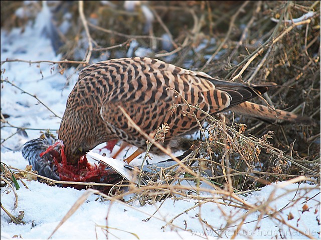 turmfalke05.jpg