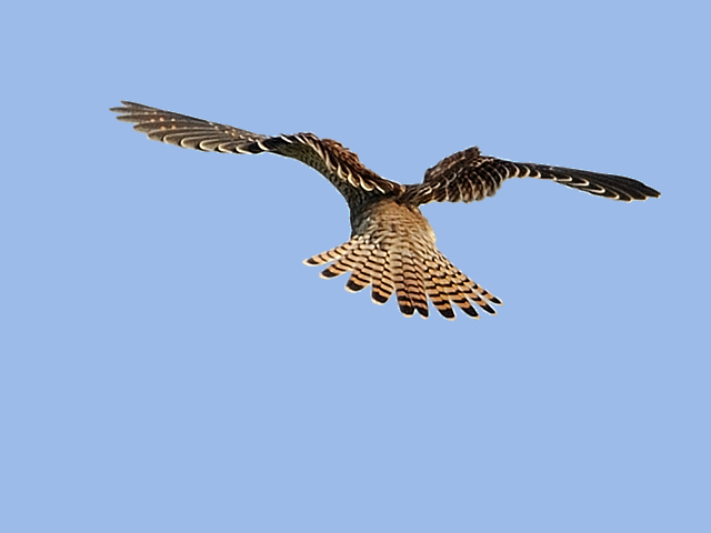 turmfalke06.jpg